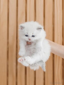 Máme roztomilé mačiatka plemena Ragdoll pripravené na nové d - 3