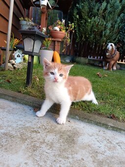 Darujem hravých a rozkošných kocúrikov - 3