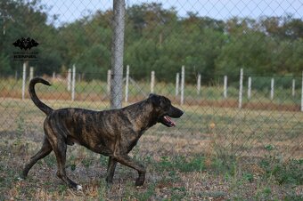 Darujem psa - Uruguajský Cimarron s PP - 3