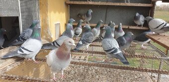 Predám poštové holuby / Eladók postagalambok - 3