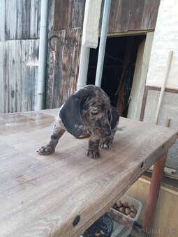 Predám jazveciky steniatka - 3