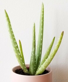 Predám Predám-Aloe vera rastlinku - 3