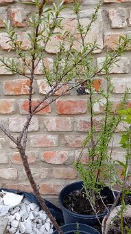 Predam jedle kriky - 3