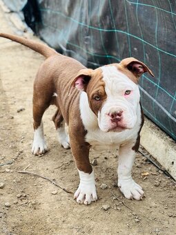 American Bully - 3