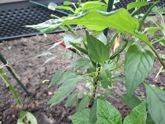 Chilli sadenice - rastliny - 3