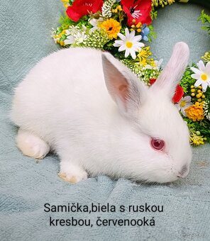 Zakrslý králik teddy gén s VP - samček, samičky - 3