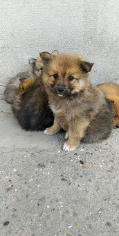 Predaj šteniatka nemeckého špica - 3