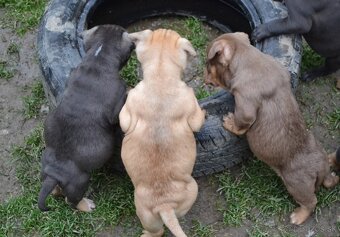 American bully pocket / shar pei (odber 14.11) - 3