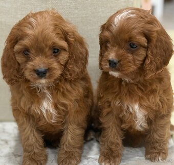Cavapoo - 3