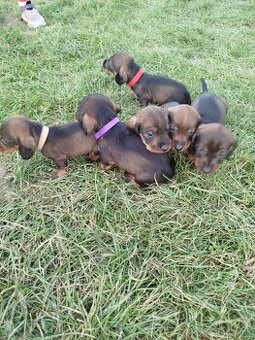 Jazvečík hrubosrsty - 3