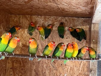 Agapornis fischer - 3