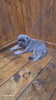 cane corso - 3