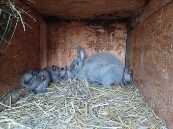 Sikulský králik - 3