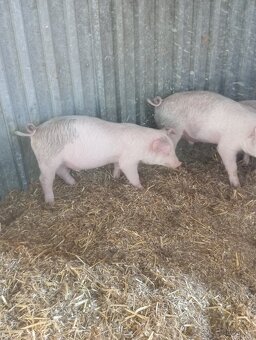 Odstavčata 25kg - 3