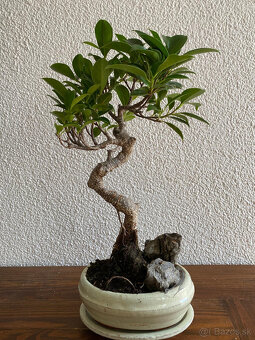 Fikus Ficus Retusa bonsaj1 - 3