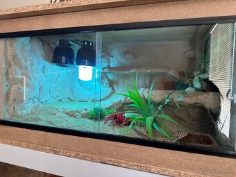 Gekončik nočný + terarium - 3