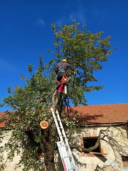 Spiľovanie a orez stromov - 3