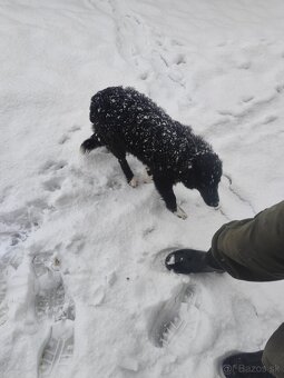 Predám Border koliu - 3