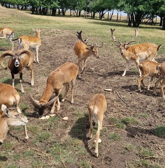 muflonia zver a dancia zver - 3