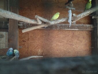 Výstavné andulky 2025,2024 - 3