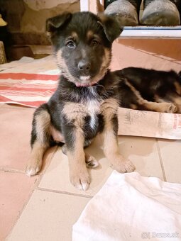 Nemecký ovčiak - 3