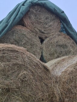 Seno-slama-pšenica - 3