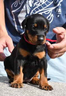 Doberman - 3