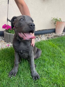 Americký bandog - 3