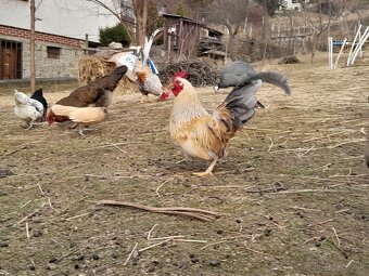 (P) sliepky bantamky liliputky ayam serama japonka chabo - 3