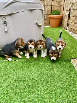 BÍGL , BÍGEL , BEAGLE - 3