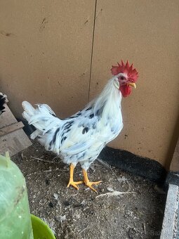 Vlaška exchequer - 3