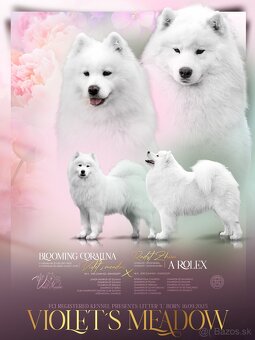 Samojed s PP - psík - 3
