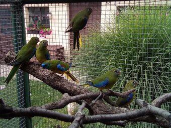 Neofema tyrkysová - 3