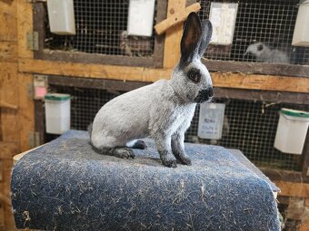 Predám králiky francúzsky strieborný - 3