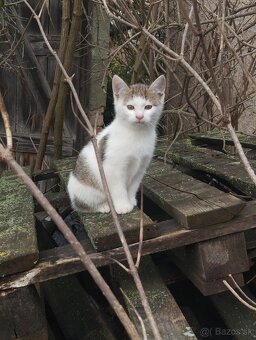 Darujeme mačičky - 3