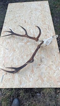 Jelenie parohy,zhody trofeje - 3