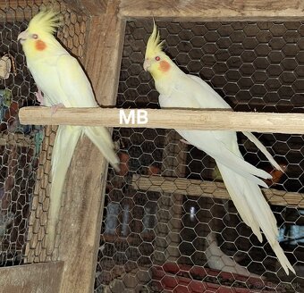 Korely perlove lutino - 3