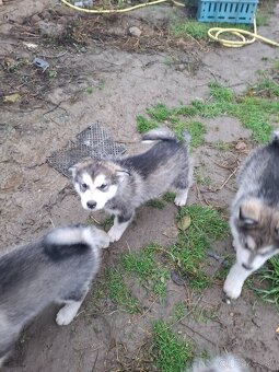 Aljašsky malamut - 3