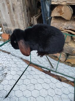 Francúzsky baran - 3