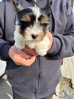 Yorkshire teriér mini - 3