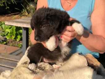 border kólia (collie, kolia) - 3