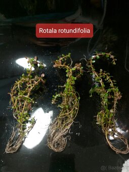 Akvárijné rastliny- pestované nad vodou (emerzne) - 3