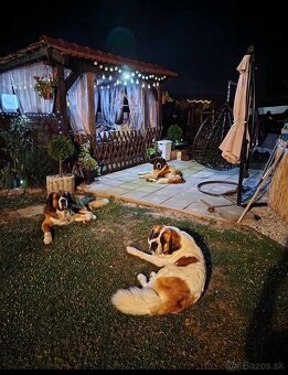 Šteniatka bernardín - 3