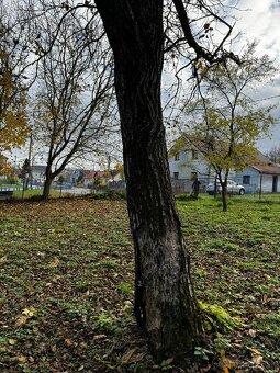 Orechové stromy - 3