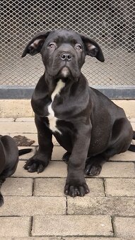 Cane Corso s PP - 3