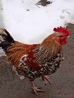 Predám mladé kohúty.2025 - 3