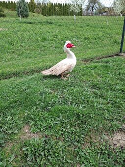 čínske kačice - 3