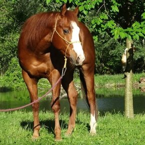 Quarter horse žrebec - 3