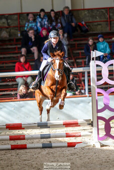 sportovní , chovná a školní pony klisna - 3