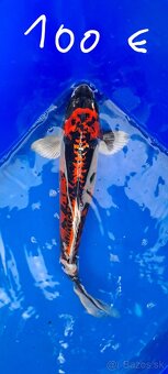 Koi Kapre - 3